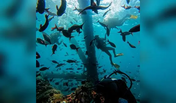 Retiro de arrecife artificial podría originar desaparición de 70 especies marinas en Piura