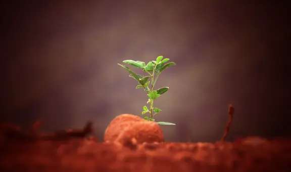 Científicos crean un tipo de arroz que podría crecer en el suelo de Marte