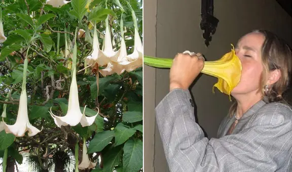 ¿Te has detenido a oler esta flor? Conoce el riesgo al que podrías verte expuesto