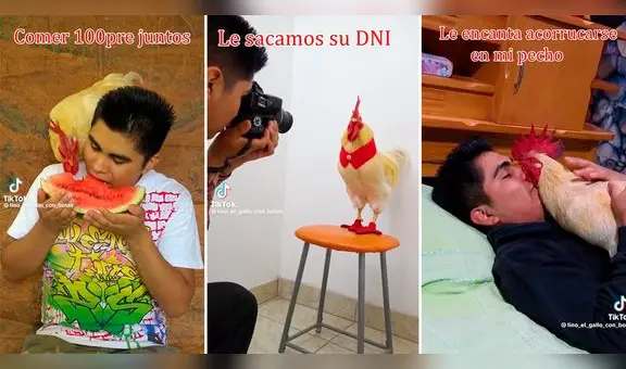 Joven tiktoker explica cómo es tener un gallo mascota: “Qué hermoso”