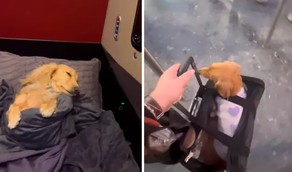 Mujer fue criticada por viajar con mascota en primera clase hasta París: “No lo entenderían”