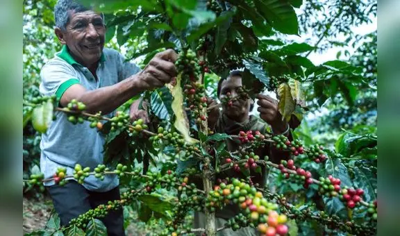 Cafetaleros advierten riesgo en exportaciones si Ejecutivo no se adecúa a exigencias de la Unión Europea