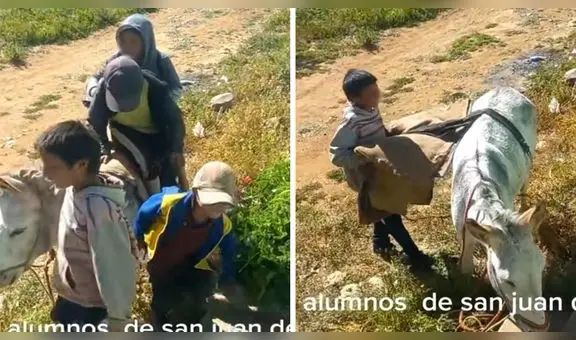 "Recogiendo pasajeros": docente capta a varios niños llegando en un burrito a su escuela en Huánuco