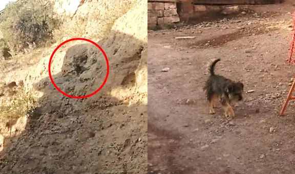 Perrito a punto de caer por un barranco es rescatado por sereno en Arequipa