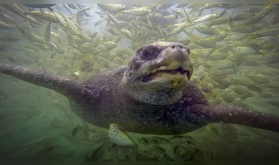 Vida marina en riesgo tras retiro de arrecife artificial en Piura