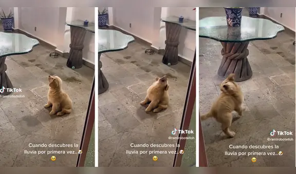 Increíble reacción de perrito que descubre la lluvia por primera vez: “¿Amigo o enemigo?"