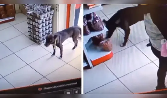 Perro roba bolsa de comida en una tienda y usuarios quedan sorprendidos: “Hurto impecable”