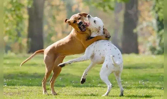 ¿Los perros se guardan rencor luego de pelearse? Esto dice un estudio