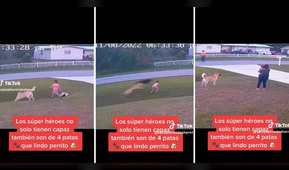 Perro defiende a niño de otros canes y usuarios se emocionan : “Amor incondicional”