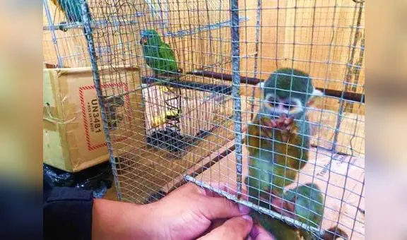 Dictan prisión preventiva contra choferes de bus por presunto tráfico de fauna silvestre en Huánuco