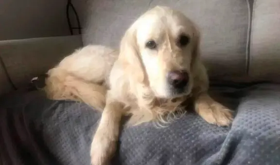 ¡27 días! Perro escapa de nuevo hogar y recorre 64 km para volver con dueños que lo abandonaron