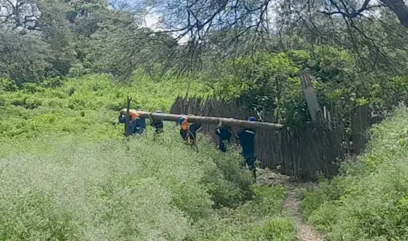 Trabajadores caminan por más de 2 horas cargando inmenso poste para restablecer servicio de luz en Piura