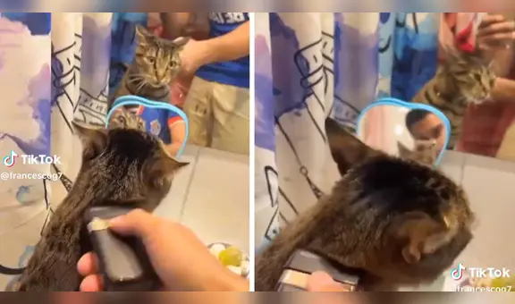 Gatito se 'pone' guapo y capta miradas en redes sociales: “Qué lindo michi”