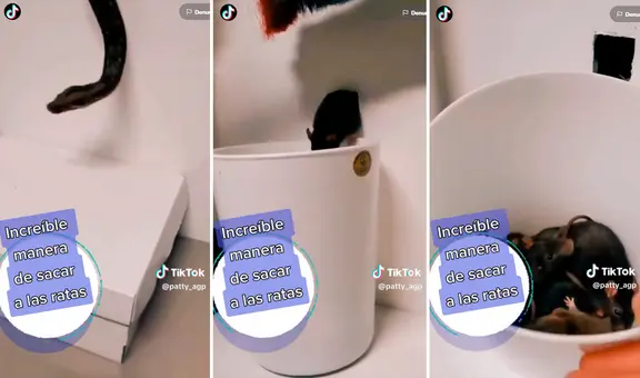 ¡Más efectivo que exterminador! Mete una serpiente por el agujero de una pared y captura a 6 ratas