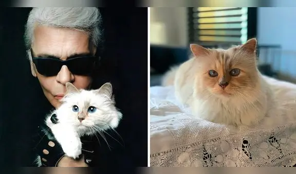 Conoce más sobre Choupette, la gata de Karl Lagerfeld que acompañó al diseñador en sus últimos años de vida