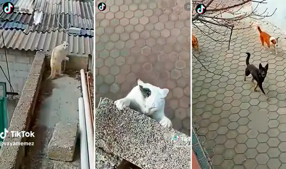 ¡Por un pelito! Gatito se salva de caer por un balcón y morir devorado por perros callejeros