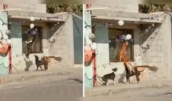 Perritos se divierten con globos en la calle y enternecen en redes sociales: “Divinos”