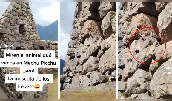 Turistas visitan Machu Picchu y quedan maravillados al ver una vizcacha: "¿La mascota de los incas?"