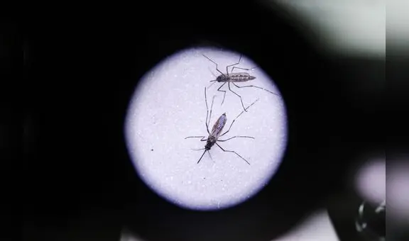 Dengue avanza y pone en alerta a autoridades del norte