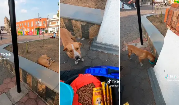 Joven hace delivery para llevar comida a perritos de la calle: "Gran labor"