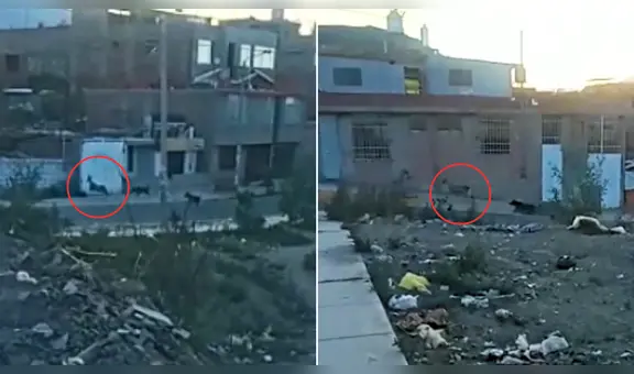 ¡Causó revuelo! Venado silvestre transitaba por calles de Cerro Colorado en Arequipa
