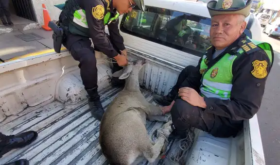 Apareció un venado andino en  las calles de Arequipa
