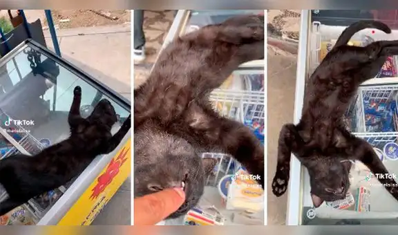 Gatito duerme sobre una congeladora de helados y enternece en redes sociales: “Qué lindo”