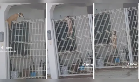 Perrito sorprende a usuarios con su habilidad para cruzar las rejas: “Qué intrépido”
