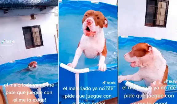 Perrito le exige a su dueña jugar con ella en la piscina: "¡Qué ternura!"