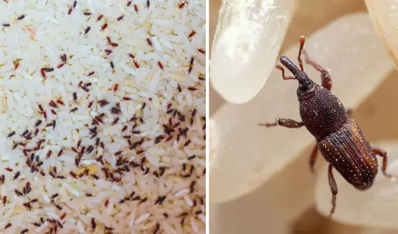 ¿Por qué aparecen gorgojos en el arroz y cómo puedo eliminarlos?