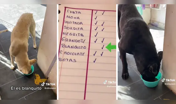 Mujer pasa lista a los perritos callejeros que se acercan a comer en su negocio: “¡Qué buen corazón!”