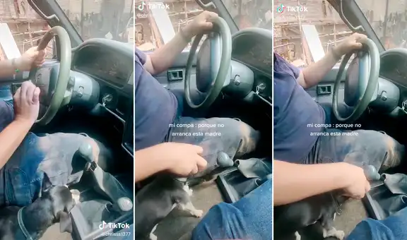 Chofer confunde la cabeza de su perrito con la palanca de cambios y genera risas en redes