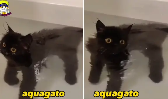 Minino asombra por su buena capacidad de flotar en el agua: “Aquagato”