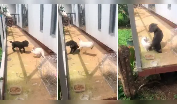 Conejo ‘ataca' a perrito y crean una bochornosa escena en redes: “¿Quién va a morder a quién?”