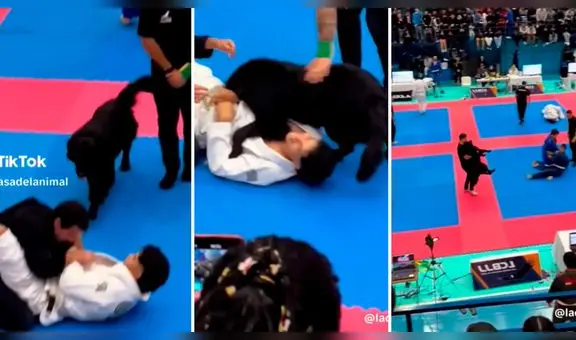 Perrito interrumpe competencia de jiu-jitsu al ver a su dueño en el suelo: "Quería poner paz"