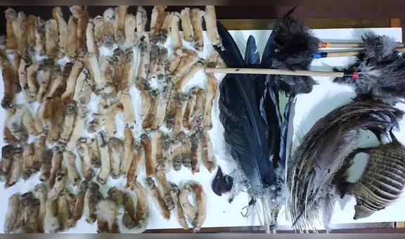 Serfor decomisó 184 partes de animales silvestres y 7 taxidermizados de Feria las Alasitas en Puno