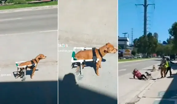 Regalan silla de ruedas a perrito callejero y termina ‘atropellando’ a transeúnte: “Sí funciona”