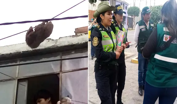 Alertan presencia de oso perezoso en Arequipa, pero no lo encuentran:  lo habrían escondido