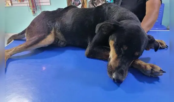 Piden ayuda para perro quemado con agua hervida en Piura