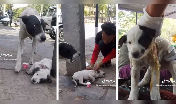Perrita pide ayuda para que rescaten a su cachorro herido: “Cómo llora la madre”