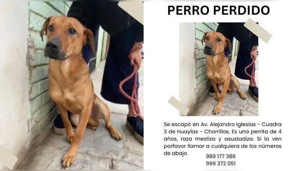 Familia pide ayuda para encontrar a su mascota perdida en Chorrillos