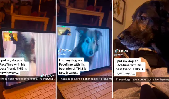 Perrito 'hace videollamada' con su mejor amigo y enternece en redes: "Los amo"