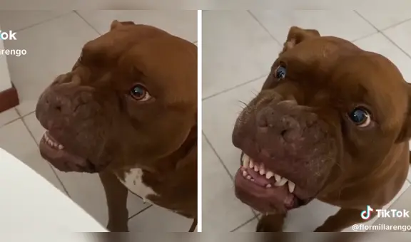 Perro pitbull imita a gato que le gruñe y enternece en redes sociales: “Qué hermoso”
