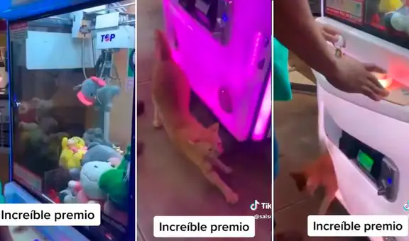 Gana un peluche y termina recibiendo un gato como premio: "Qué bendición"
