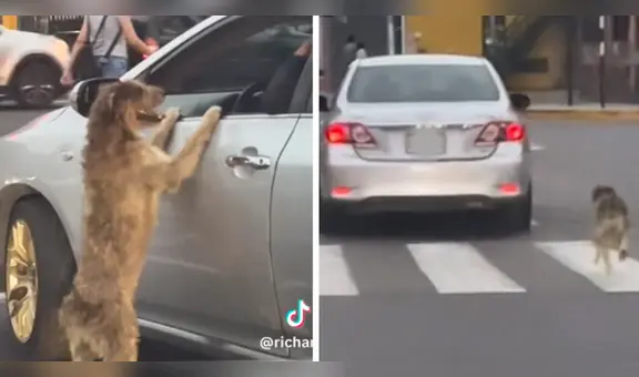 Perrito persigue a un taxi desesperadamente y es viral en redes sociales