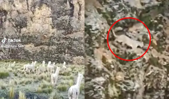 Turistas temieron lo peor cuando vieron un puma durante tour en Tacna: “Un lindo gatito”