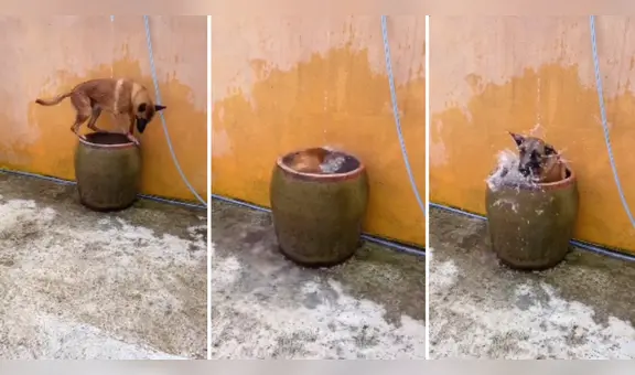 Perrito sorprende con su habilidad para bucear en un barril: “Es maravilloso”