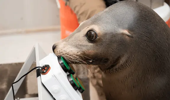 León marino sorprende en el mundo de los videojuegos gracias a su habilidad con los mandos