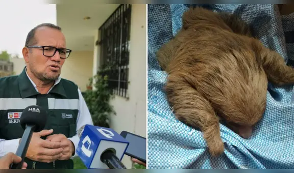 Oso perezoso fue hallado con hipotermia y anemia severa en Arequipa