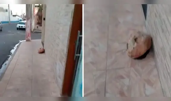 Hombre quiso acercarse a perrito, pero resultó que era una piedra: "Sufrir de miopía es complicado"